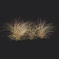 Golden Brown Ornamental Grasses With Slender Leaves For Garden Landscape Decoration
