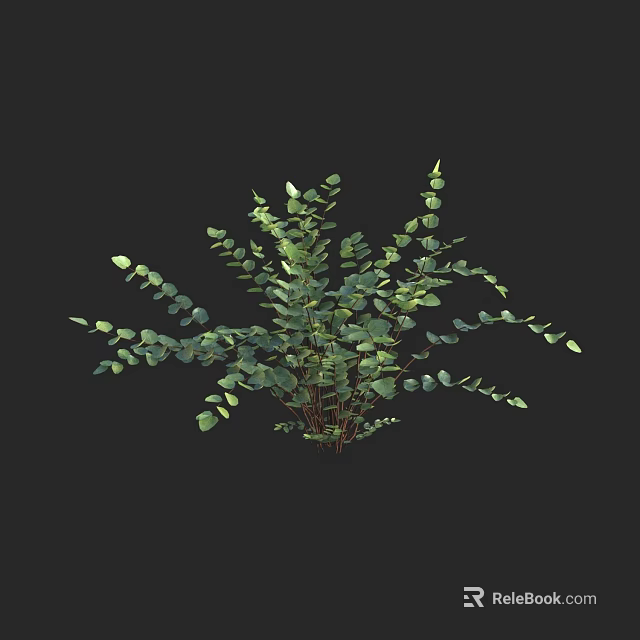 Fresh Green Eucalyptus Plant With Round Leaves And Lush Branches 3d model 