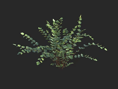 Fresh Green Eucalyptus Plant With Round Leaves And Lush Branches 3d model
