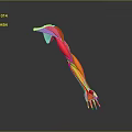 Detailed Colored 3D Illustration of Human Arm Muscles Anatomical Structure