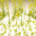 Busy Bees Collecting Nectar From Yellow Flowers In Green Meadow With Pink Blossoms