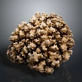 Exquisite Natural Coral Specimen With Intricate Branching Structure On Dark Background
