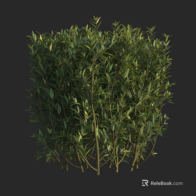 Lush Green Shrub with Dense Leafy Branches and Natural Healthy Growth in Garden 3d model 