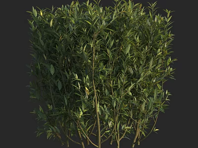 Lush Green Shrub with Dense Leafy Branches and Natural Healthy Growth in Garden 3d model