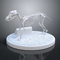 Realistic Detailed Dog Skeleton Model Placed On White Circular Base Stand 3d model