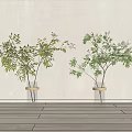 Transparent Vases With Gold Bases Holding Green Leafy Plants Against Light Wall And Wooden Floor