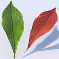 Green and Red Leaves Displaying Color Contrast on White Background with Shadows