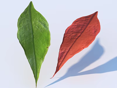 Green and Red Leaves Displaying Color Contrast on White Background with Shadows 3d model