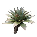 Stunning Green and Blue Agave Plants with Thick Succulent Leaves and Lush Foliage