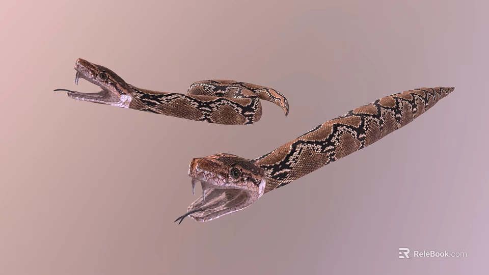 Two Snakes With Open Mouths And Patterned Skin Close Up View 3d model