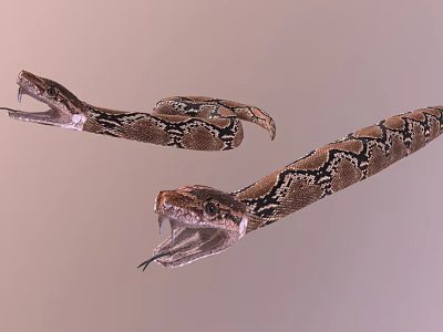 Two Snakes With Open Mouths And Patterned Skin Close Up View 3d model