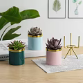 Elegant Succulent Bonsai Plants in Colorful Gold Rimmed Pots for Indoor Decor