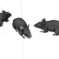 Three Gray Reptiles Crawling On White Background In Studio 3d model