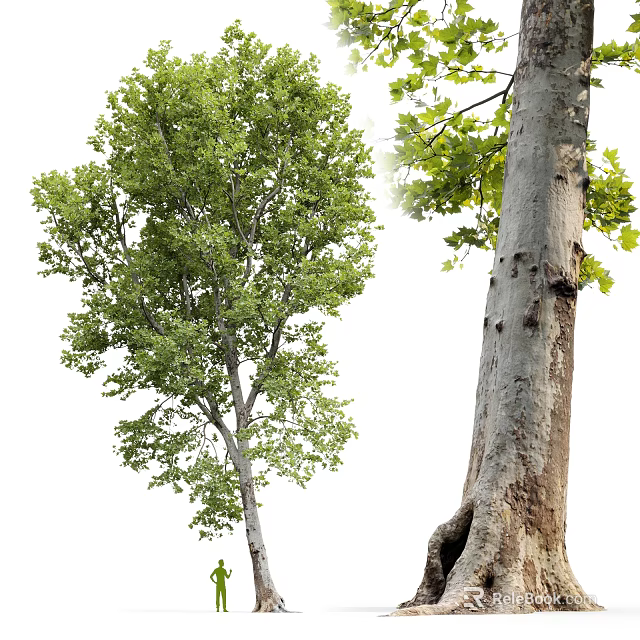 Tall Arbor Tree With Lush Green Leaves And Thick Textured Trunk 3d model 