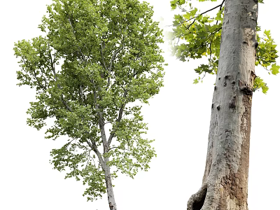 Tall Arbor Tree With Lush Green Leaves And Thick Textured Trunk 3d model