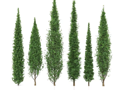Tall Evergreen Arbor Trees With Various Heights And Lush Green Foliage 3d model