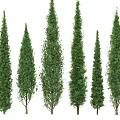 Tall Evergreen Arbor Trees With Various Heights And Lush Green Foliage