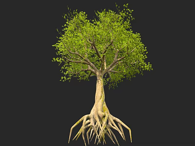 Tall Tree With Exposed Roots And Lush Green Leaves In Natural Scene 3d model