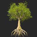 Tall Tree With Exposed Roots And Lush Green Leaves In Natural Scene