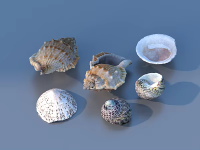 Natural Seashell Decorative Ornament Set with Mixed Shells for Home Tabletop Decoration 3d model