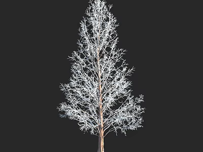 Tall Arbor With Bare Branches Isolated On Black Background Detailed Structure 3d model