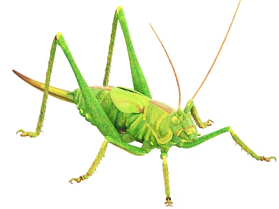 Green Reptile With Long Legs And Detailed Textured Body On White Background 3d model