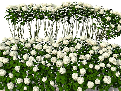 Lush White Flowers With Green Leaves Blooming Vibrantly In Garden 3d model