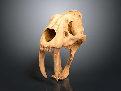 Medical Device Anatomical Skull Model as Educational Tool for Medical Training and Research 3d model