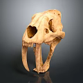 Medical Device Anatomical Skull Model as Educational Tool for Medical Training and Research