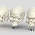 Professional Medical Skull Models With IOB 1 IOB 2 IOB 3 For Anatomical Training
