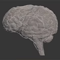 Transparent Brain Sculpture With Hair Like Textured Surface And Glass Display Base