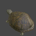 Realistic Turtle Sculpture With Detailed Textured Shell And Sharp Claws 3d model