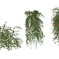 Green Leafy Vines With Red Berries In Hanging And Climbing Forms 3d model
