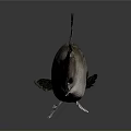Silver Gray Fish With Sharp Dorsal Fins Displayed On A Dark Reflective Surface