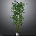 Tall Green Bamboo Plant With Lush Leaves In White Pot For Indoor Decoration