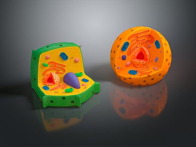 modern plant cell nucleus model