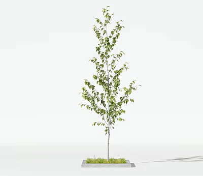 Tall Arbor with Lush Green Leaves in Square Pot on White Background 3d model