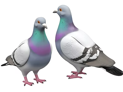 Two Gray And White Pigeons With Purple Green Neck Feathers Standing Together 3d model