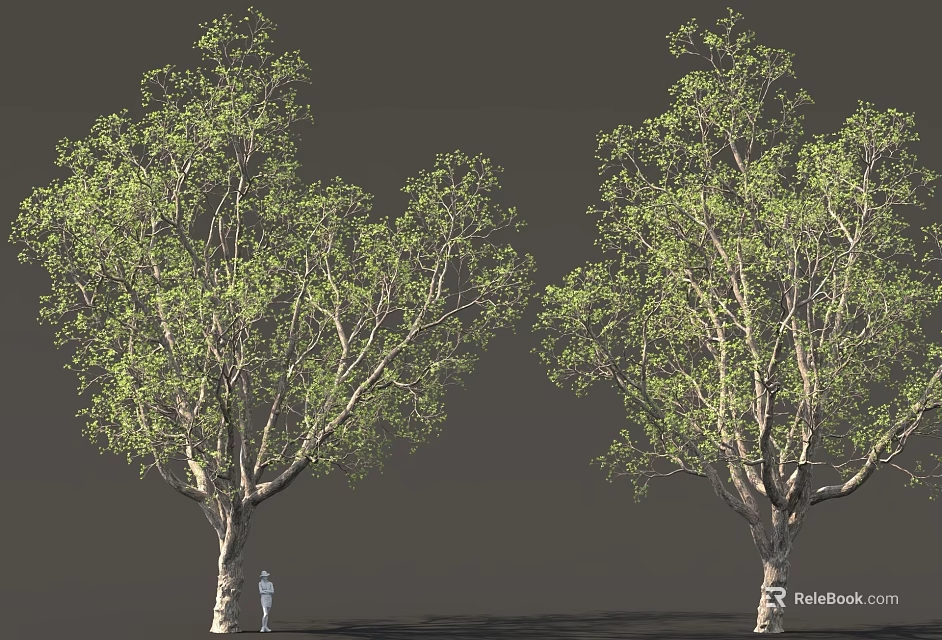 Two Tall Leafy Trees With Green Foliage And A Person On Gray Background 3d model 