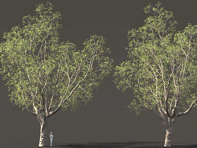 Two Tall Leafy Trees With Green Foliage And A Person On Gray Background 3d model