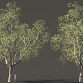 Two Tall Leafy Trees With Green Foliage And A Person On Gray Background