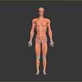 Detailed Human Limbs Muscular Anatomy 3D Model With Visible Muscle Structure