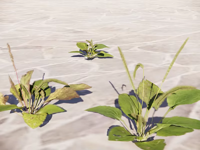 Green Herb Plants With Broad Leaves And Slender Stems On Light Stone Surface 3d model