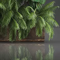 Different Types of Green Tropical Plants In Brown Planter With Lush Foliage