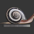 Snail With Striped Spiral Shell On Silver Euro Coin Isolated On Dark Background