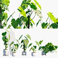 Multiple Potted Bonsai Plants With Green Large Foliage In White Planters On Wooden Stands