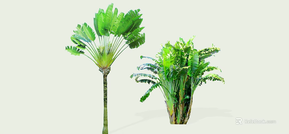 Arborescent Trees With Tall Slender Trunk And Bushy Clustered Growth Large Green Leaves 3d model 