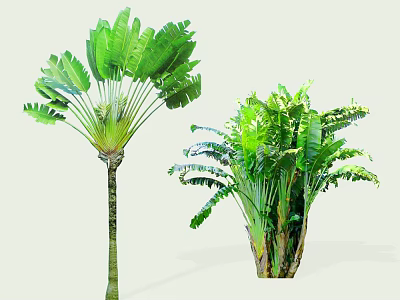 Arborescent Trees With Tall Slender Trunk And Bushy Clustered Growth Large Green Leaves 3d model