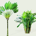 Arborescent Trees With Tall Slender Trunk And Bushy Clustered Growth Large Green Leaves