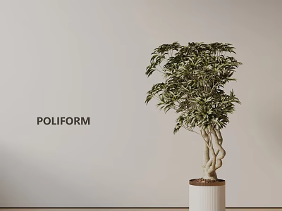 Lush Bonsai Tree With Twisted Trunk In White Cylindrical Pot Against Light Colored Wall 3d model